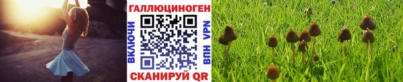 цена   Руза  Галлюциногенные грибы Magic Shrooms 